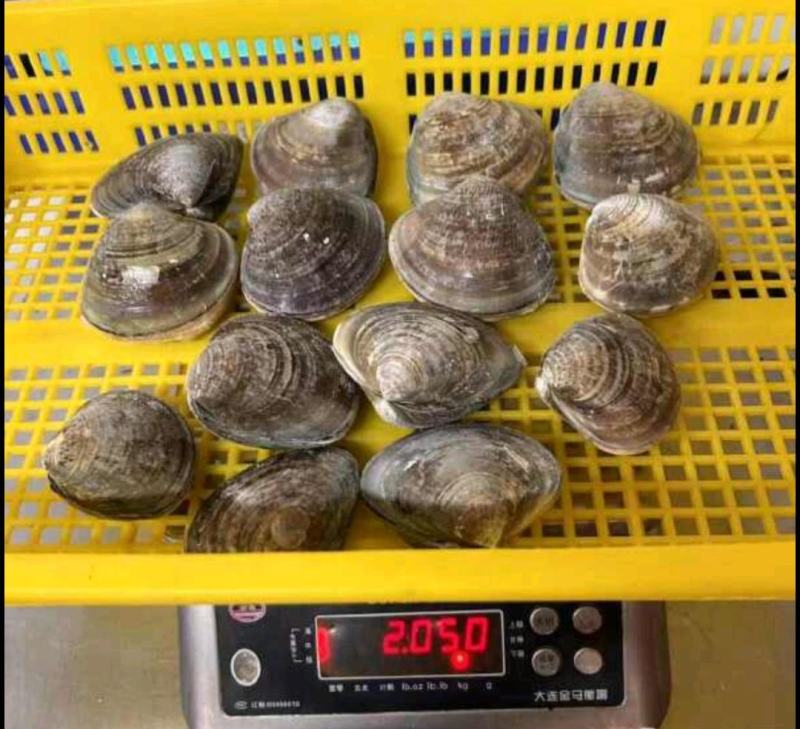 蛤蜊海鲜水产美贝文蛤贝类大美贝批发