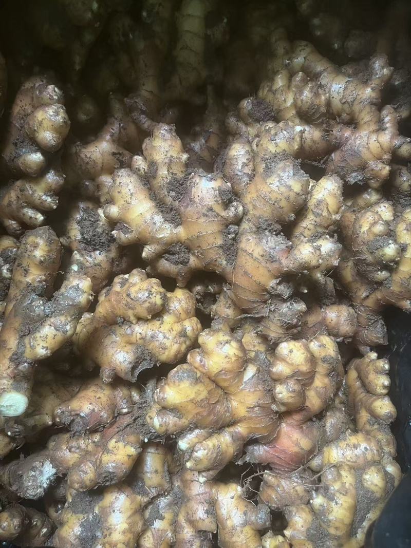 罗平优质小黄姜，价格实在，一手源头，自己冷库3000吨。