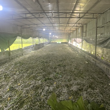 蚕茧干茧