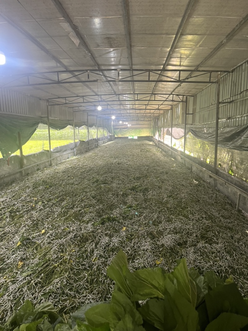 蚕茧干茧