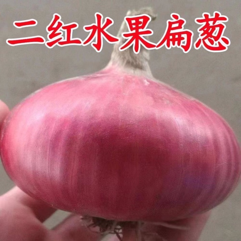 山东聊城二红扁洋葱水果洋葱产地直发电商市场商超直供