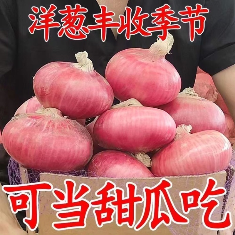 山东聊城二红扁洋葱水果洋葱产地直发电商市场商超直供