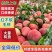 【红不软毛桃】陕西精品毛桃现摘现发对接各大电商平台