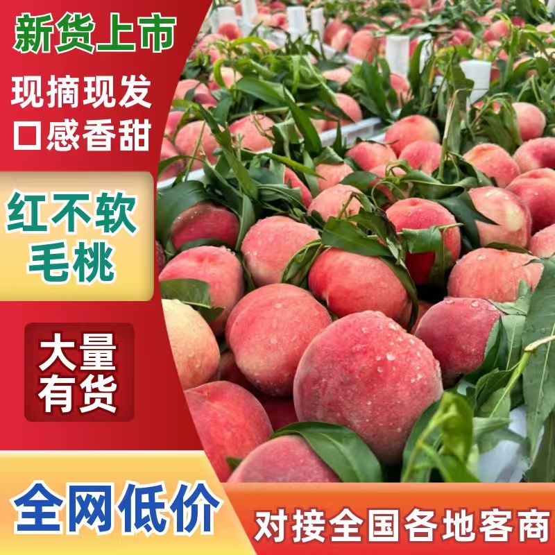 【红不软毛桃】陕西精品毛桃现摘现发对接各大电商平台