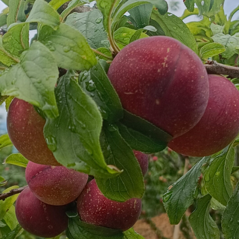 洲果缘云南蒙自高山黑布林李子