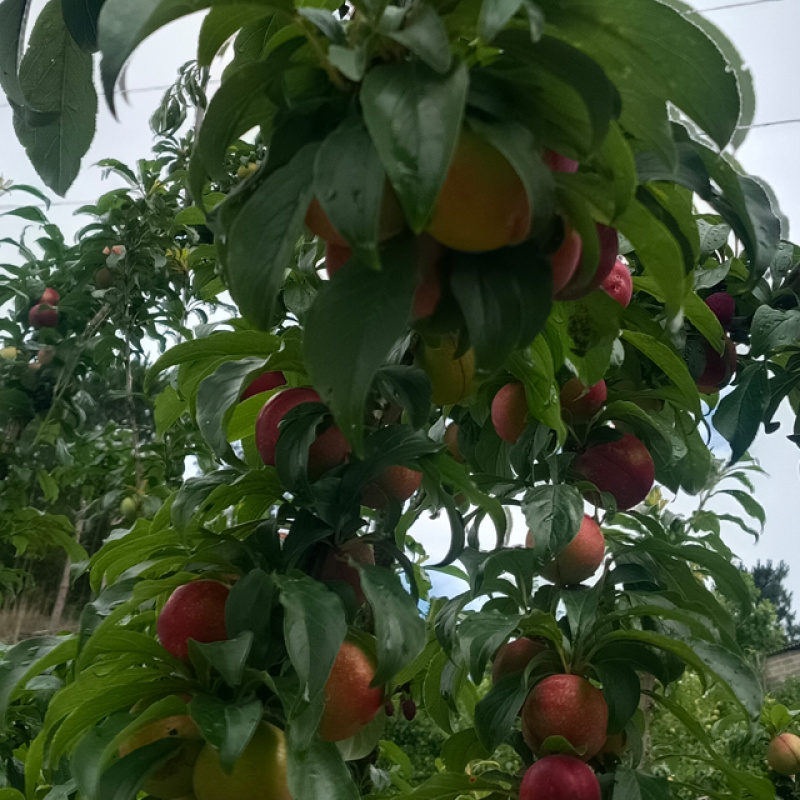 洲果缘云南蒙自高山黑布林李子