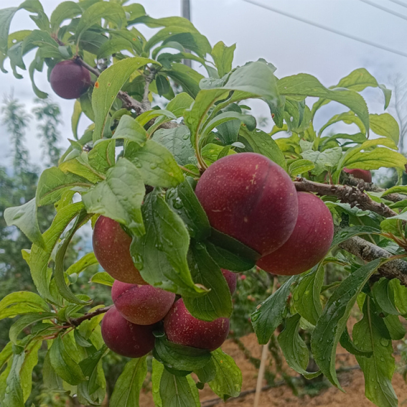 洲果缘云南蒙自高山黑布林李子