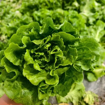 精品意大利生菜