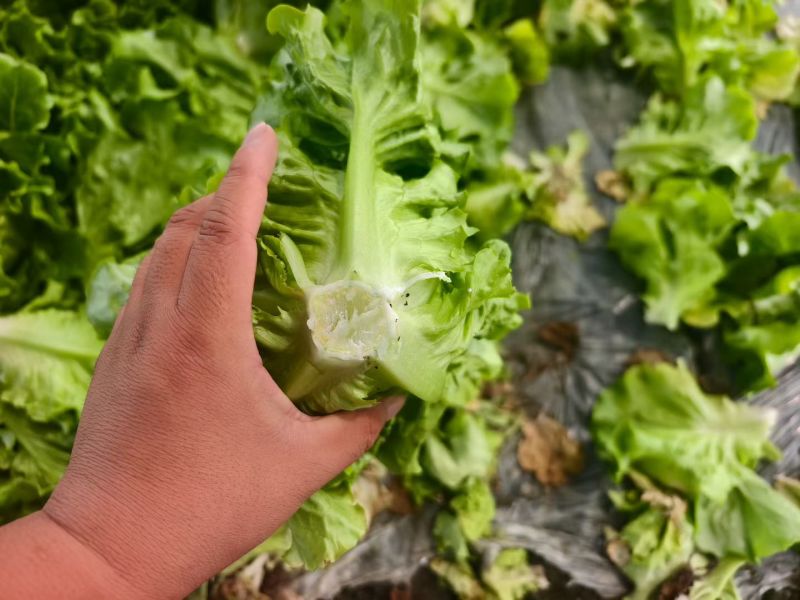 精品意大利生菜