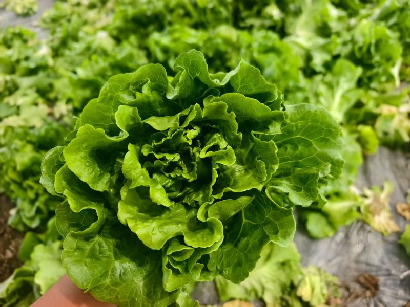 精品意大利生菜