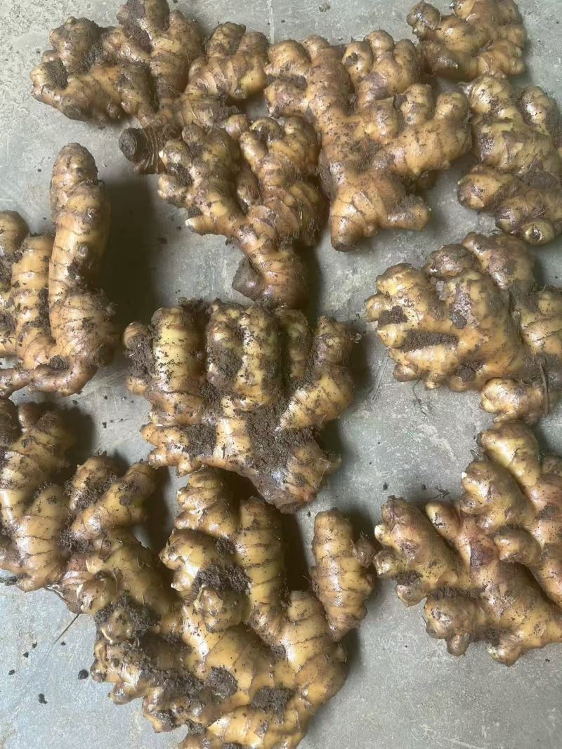 罗平优质小黄姜，价格实在，一手源头，自己冷库3000吨。