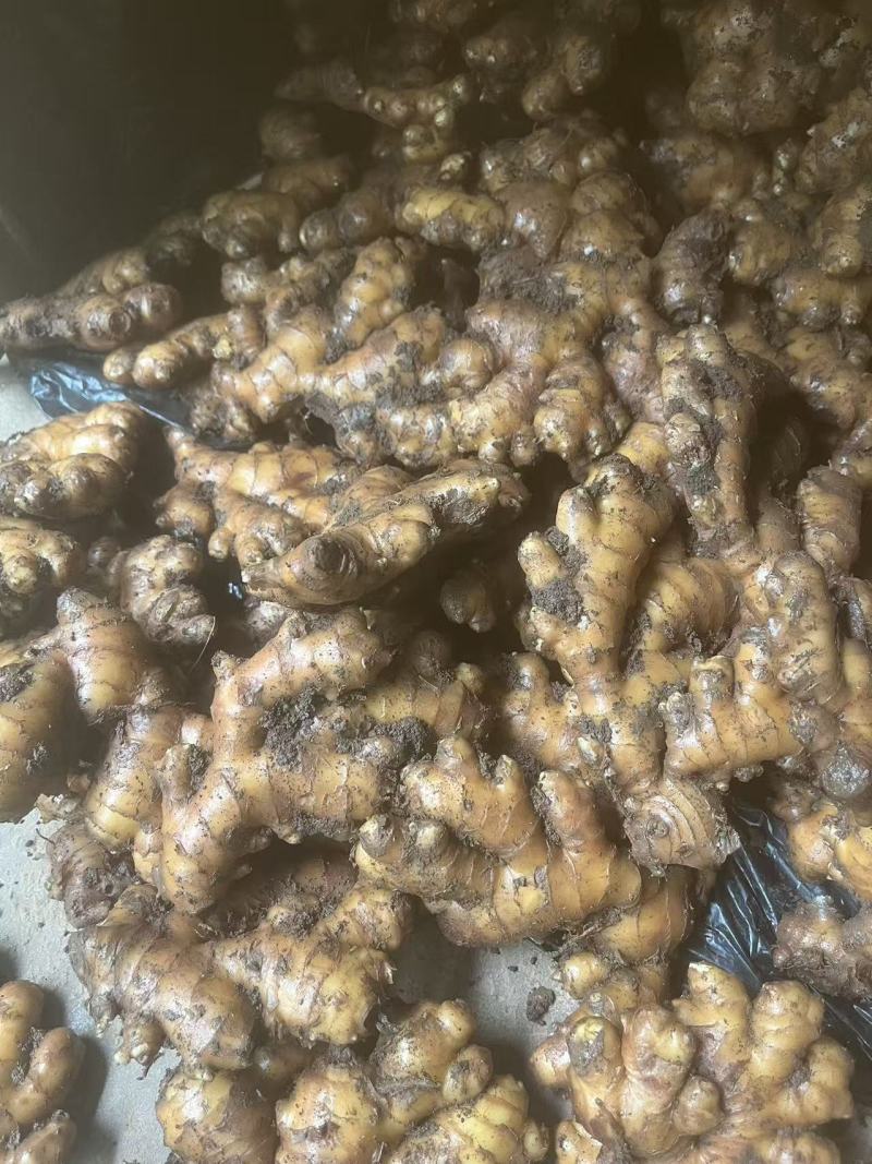 罗平优质小黄姜，价格实在，一手源头，自己冷库3000吨。