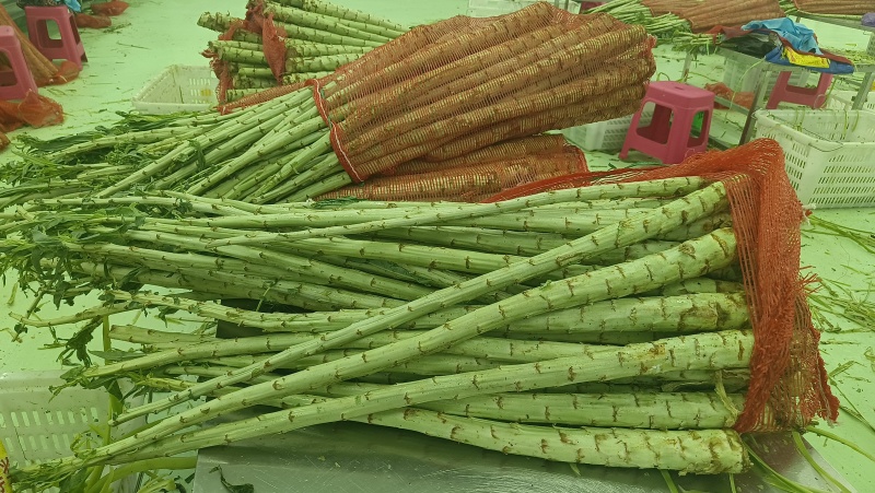 贡菜