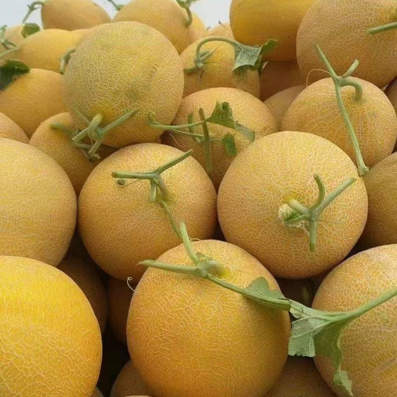 【手选】黄金蜜25哈密瓜代办供应市场商超电商一手货源