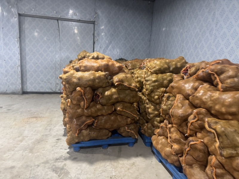 红甜菜甜菜根甜菜头产地直发全年供应