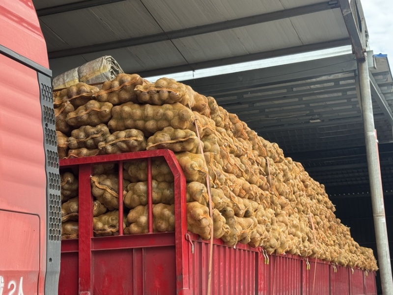 红甜菜甜菜根甜菜头产地直发全年供应