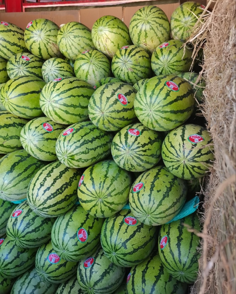 【推荐】宁夏硒砂瓜西瓜代办供应市场商超电商一手货源