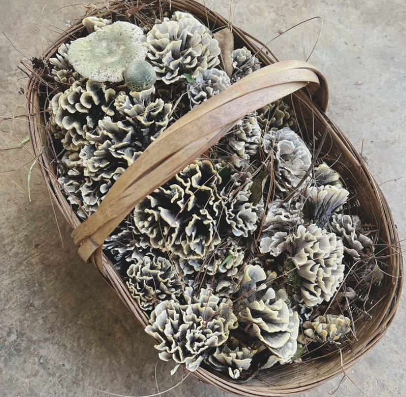云南深山新鲜纯野生菌干巴菌欢迎来电欢迎咨询