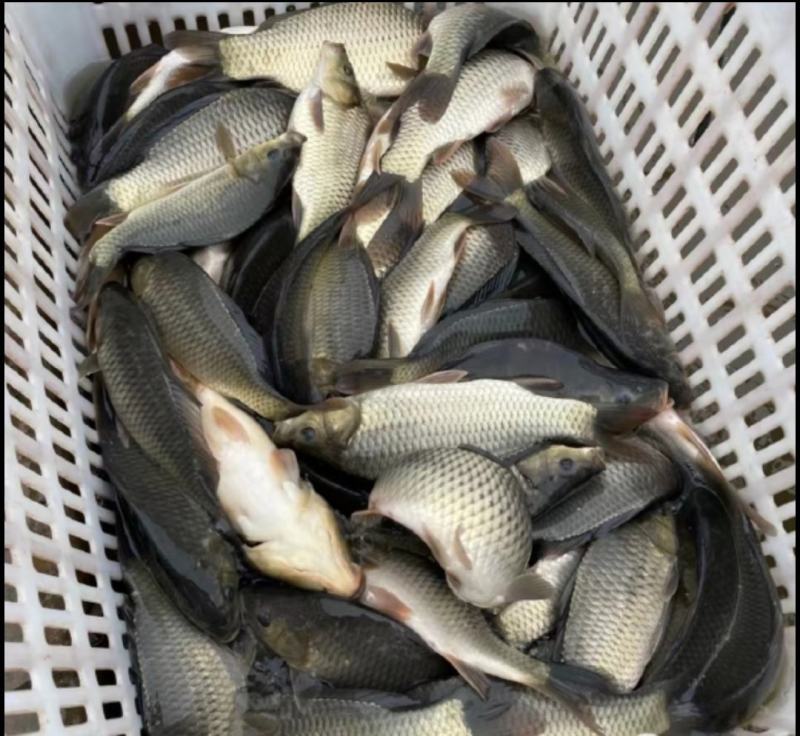 湘云鲫大量出售成品鱼，鲫鱼、鲤鱼、草鱼等，量大从优，欢迎