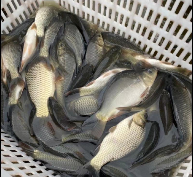 湘云鲫大量出售成品鱼，鲫鱼、鲤鱼、草鱼等，量大从优，欢迎