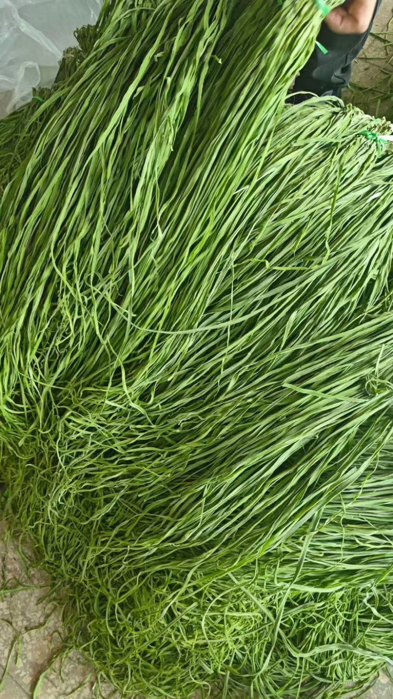 精品高原贡菜干，精选贡菜，营养美味，老少皆宜