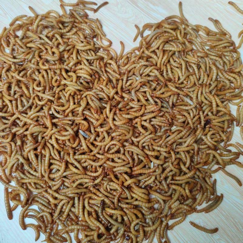 精品黄粉虫，货源充足品质保障欢迎选购长期供货