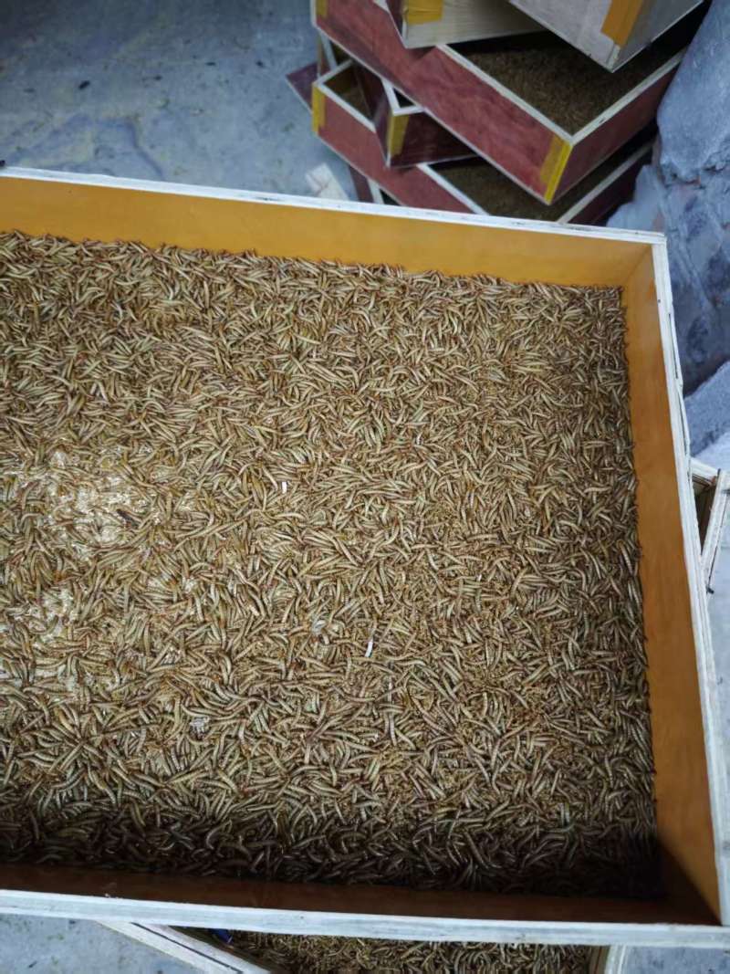 精品黄粉虫，货源充足品质保障欢迎选购长期供货