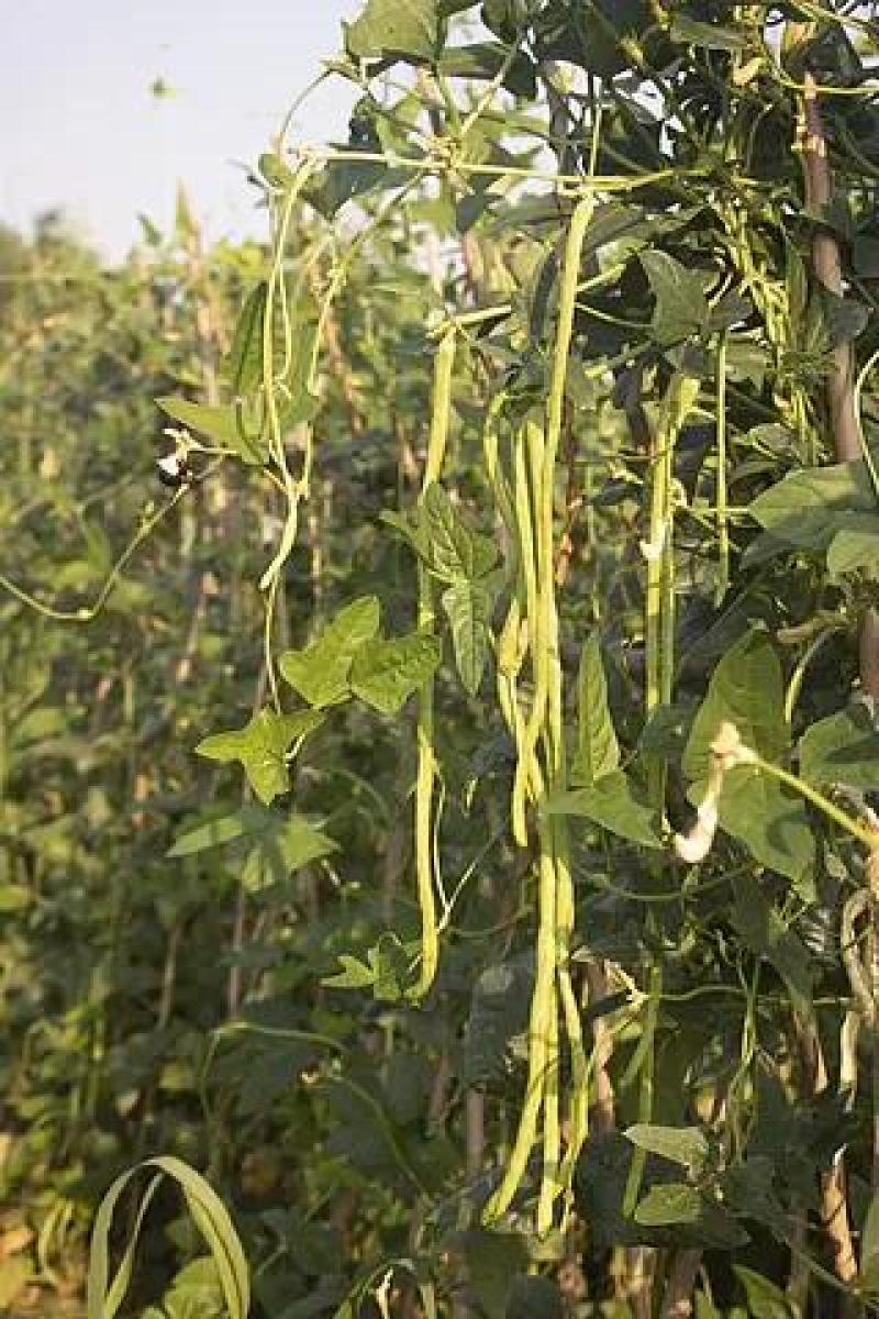 湖北天门市豆角产地发货一手货源批发品质保证价格美丽