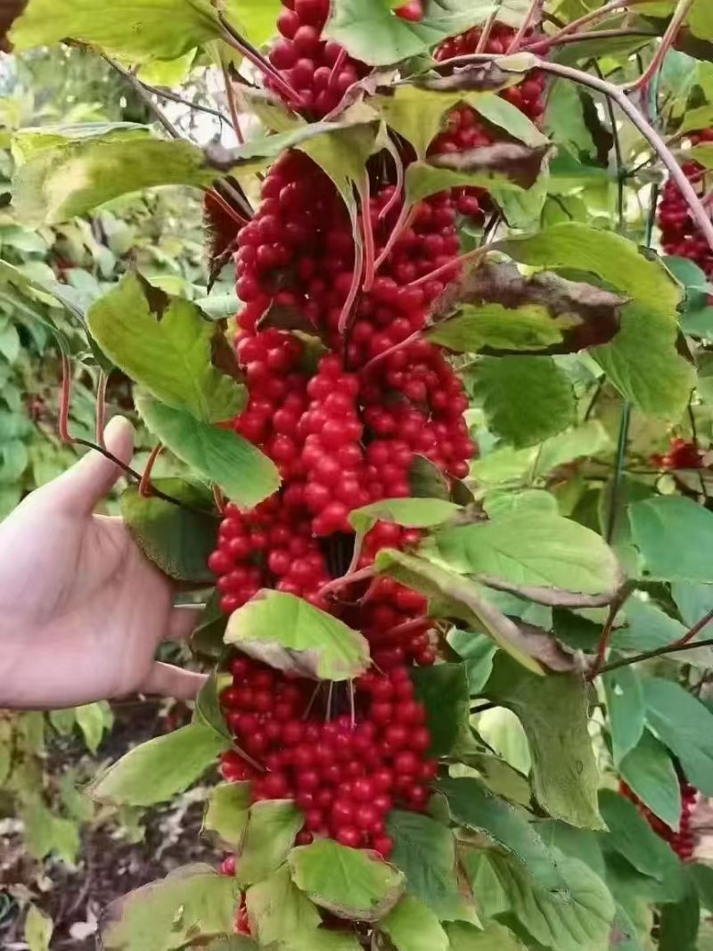 长白山北五味，又称睡眠果，产地一手货源，可以视频看货，