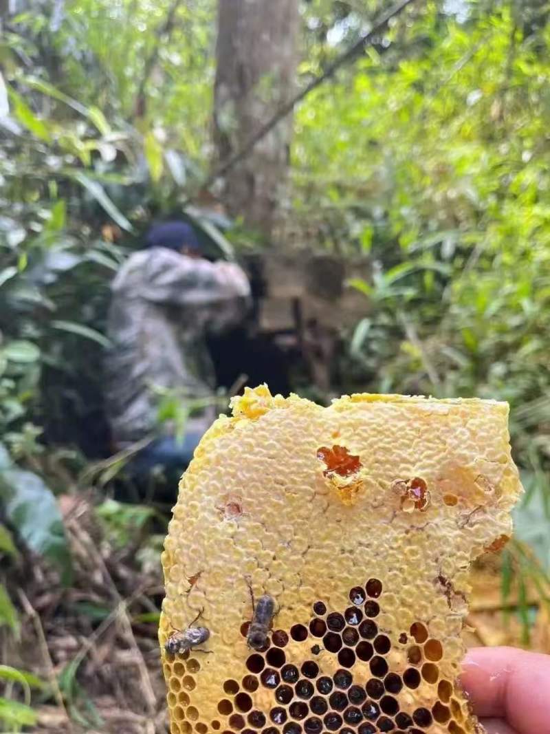 野生蜂蜜，不定时有，都是村民上山采集的野生蜂蜜，非养殖