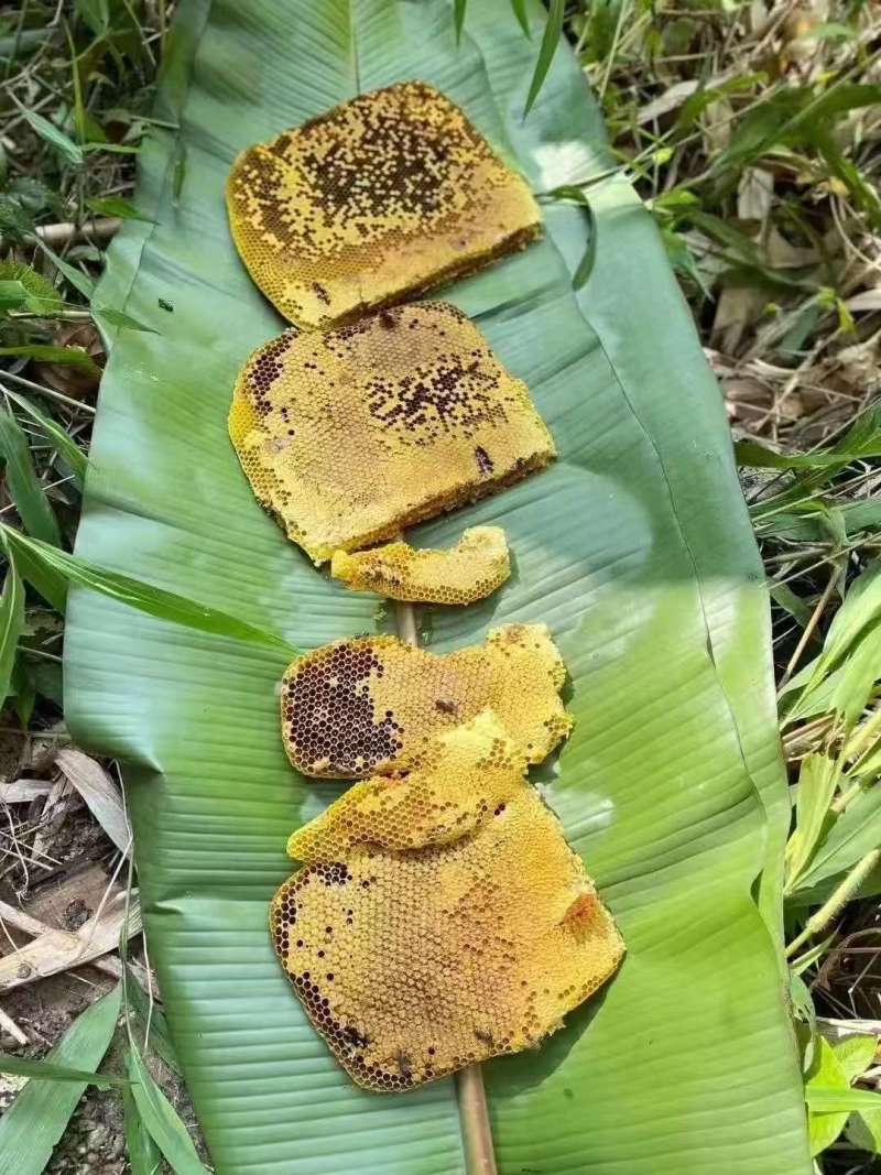 野生蜂蜜，不定时有，都是村民上山采集的野生蜂蜜，非养殖
