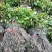 贵州何首乌种苗基地量大从优规格齐全保质保量发货