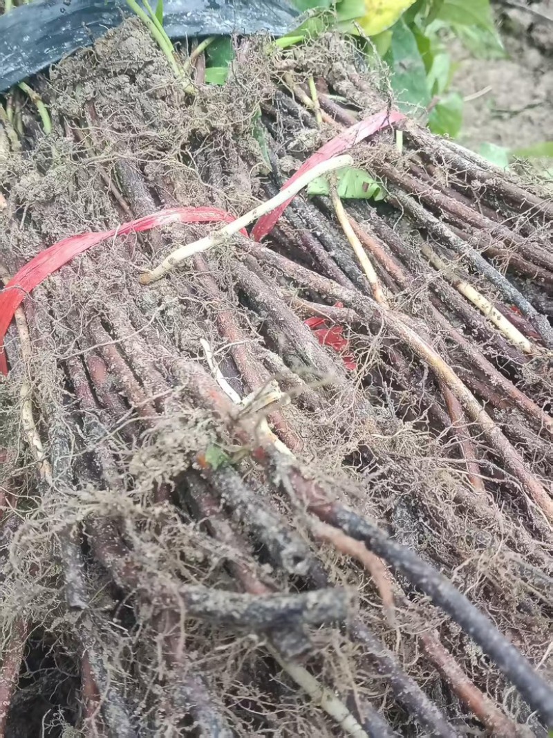 何首乌种苗大量供应，贵州产地直发基地直发，保质保量