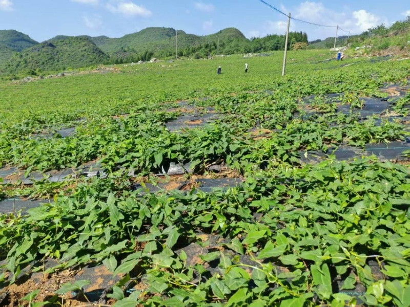 何首乌种苗大量供应，贵州产地直发基地直发，保质保量