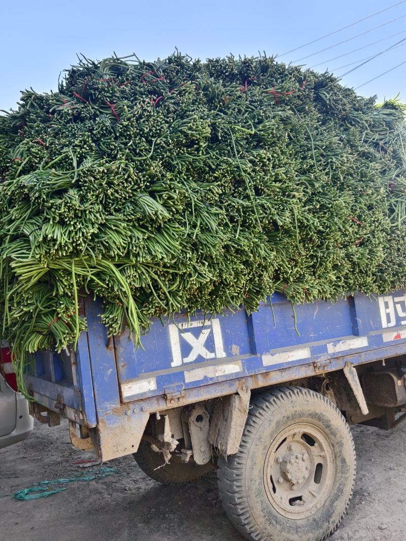 长豆角大量供应，产地直发，货源充足