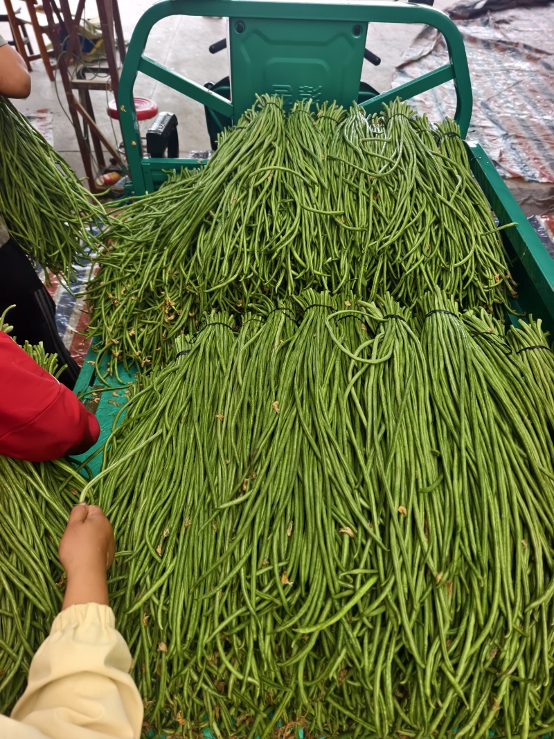 长豆角大量供应，产地直发，货源充足
