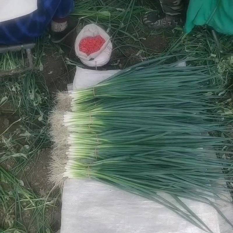 新民产地精品小葱一手货源保质保量欢迎订购