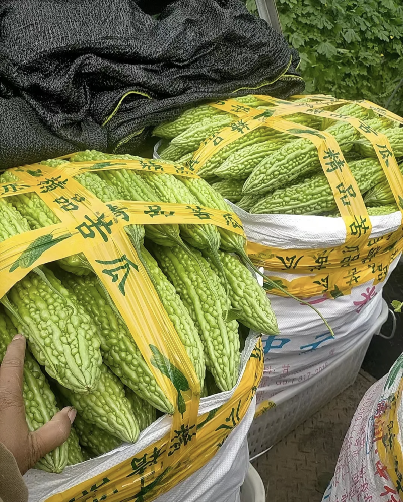 湖北天门苦瓜产地发货一手货源批发品质保证价格美丽