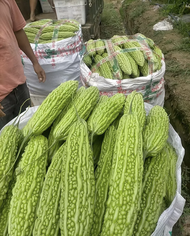 湖北天门苦瓜产地发货一手货源批发品质保证价格美丽