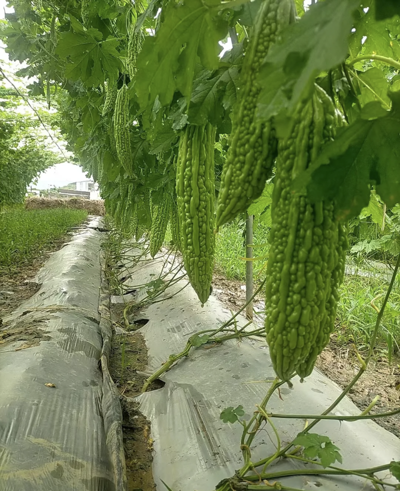 湖北天门苦瓜产地发货一手货源批发品质保证价格美丽