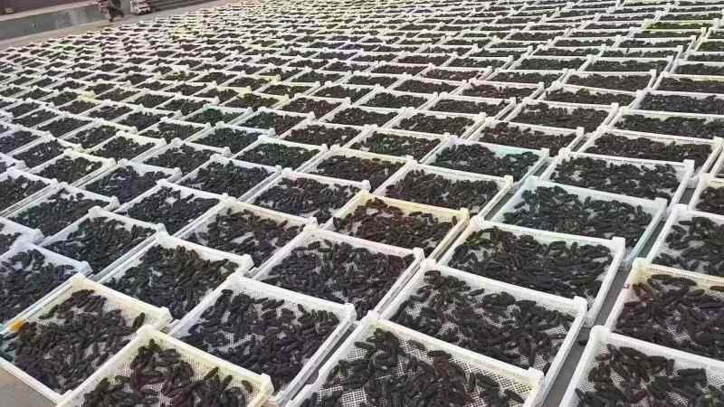 大连淡干海参