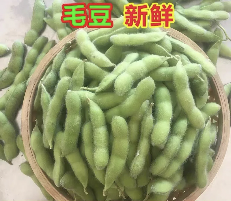 湖北天门毛豆产地发货一手货源批发品质保证价格美丽