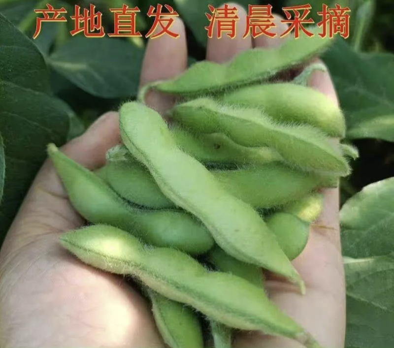 湖北天门毛豆产地发货一手货源批发品质保证价格美丽
