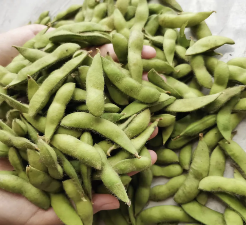 湖北天门毛豆产地发货一手货源批发品质保证价格美丽