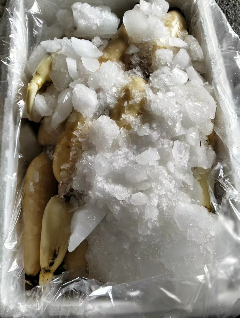 湖北莲藕3735现挖现发对接商超团购电商一条龙服务从优