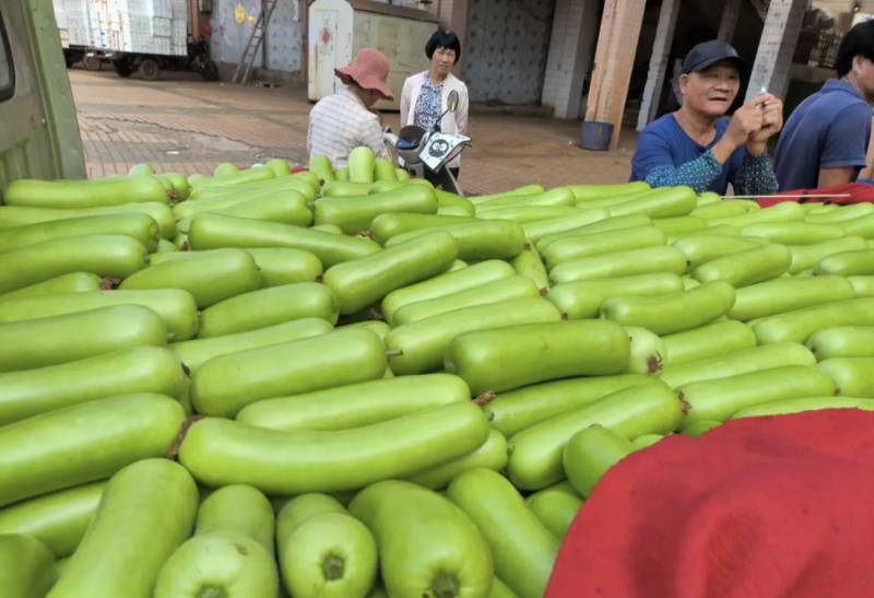 湖北天门瓠子产地发货一手货源批发品质保证价格美丽