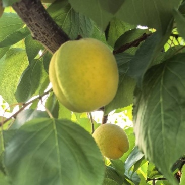 沂蒙山区凯特杏