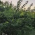 沂蒙山区凯特杏