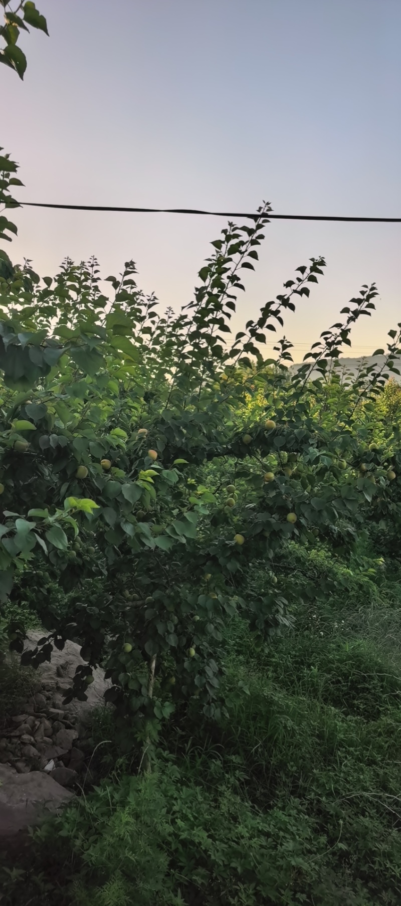 沂蒙山区凯特杏