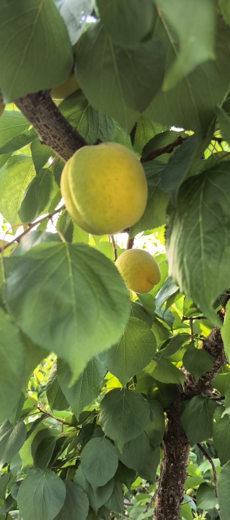 沂蒙山区凯特杏